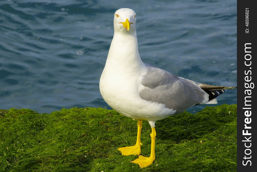 Yellow-legged Gull &x28;Larus Cachinnans&x29;