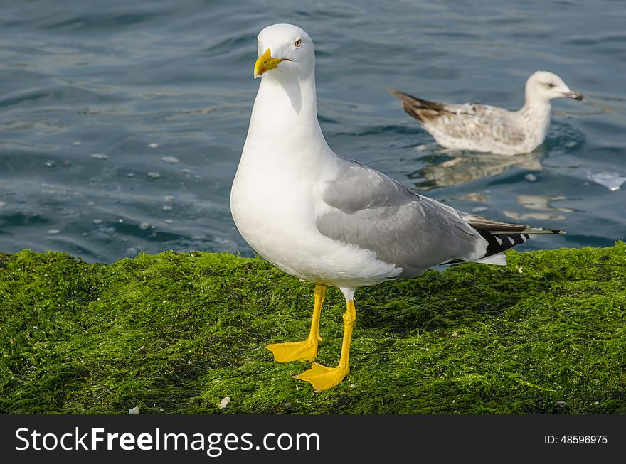Yellow-legged Gull &#x28;Larus cachinnans&#x29