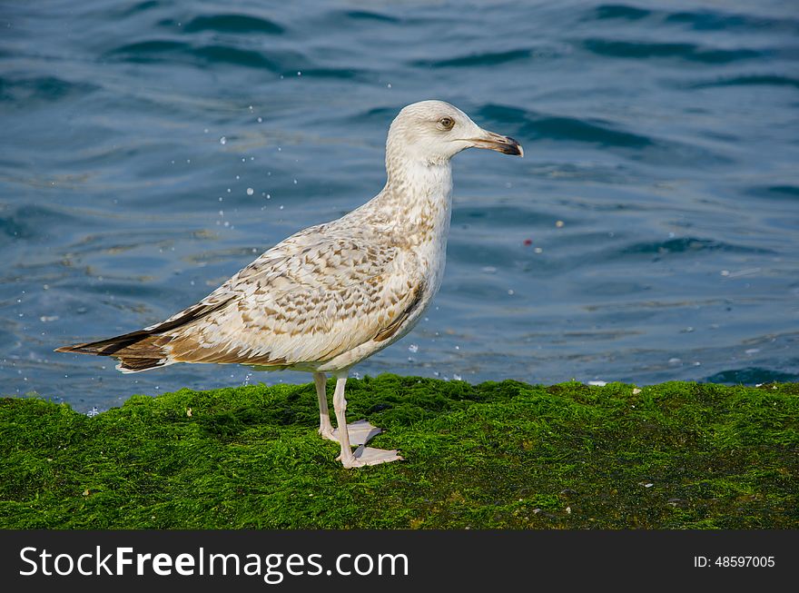 Seagulls on a mossy rock