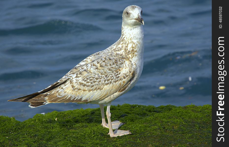 Seagulls on a mossy rock