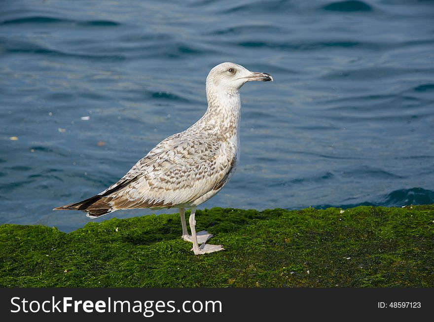 Seagulls on a mossy rock