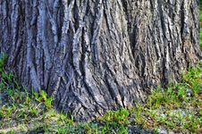 Thick Tree Bole Royalty Free Stock Photo Thick Tree Bole Royalty Free Stock Photo