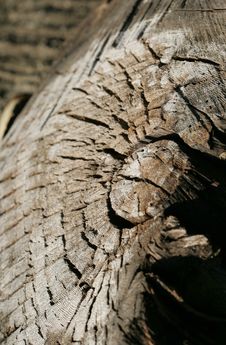 Log Section Stock Image Log Section Stock Image