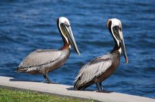 Two Pelicans Waiting For Dinner Stock Image Two Pelicans Waiting For Dinner Stock Image