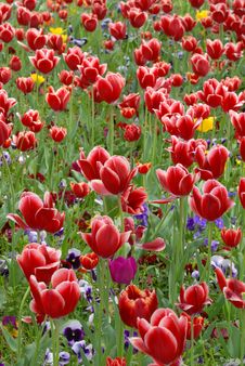 Red Tulips Royalty Free Stock Image