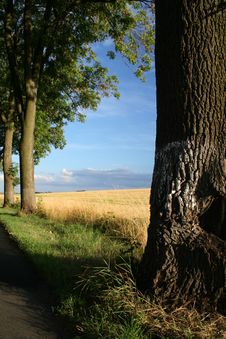 Tree & Corn Royalty Free Stock Image Tree & Corn Royalty Free Stock Image