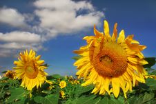 Sunflowers. Stock Photos Sunflowers. Stock Photos