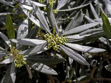 Olive Branch Royalty Free Stock Image Olive Branch Royalty Free Stock Image