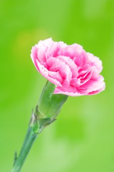 Pink Carnation Stock Photo
