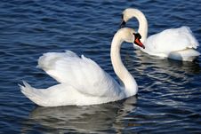 Graceful Couple Of White Swans Stock Image Graceful Couple Of White Swans Stock Image