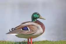 Mallard Duck Stock Photography