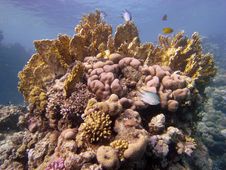 Reef Scene With Coral And Fish Stock Images Reef Scene With Coral And Fish Stock Images