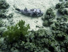 Starry Puffer Fish Resting On Sea Bed Royalty Free Stock Image