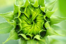 Close-up Of Sunflower Royalty Free Stock Photography Close-up Of Sunflower Royalty Free Stock Photography