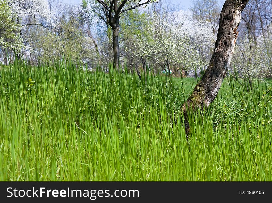 Grass in the orchard field in spring time april