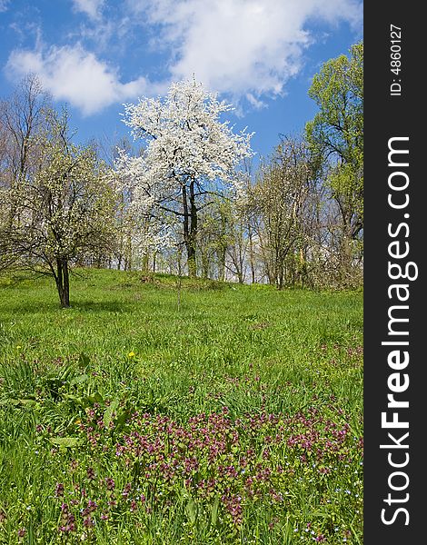 Green field in the orchard and one big blossom tree under the blue sky. Green field in the orchard and one big blossom tree under the blue sky