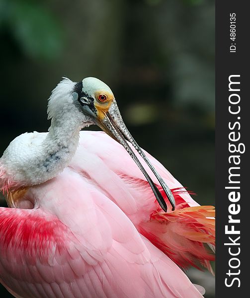 Colorful Pelican