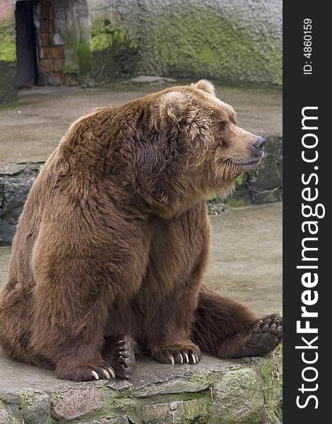 Brown bear sitting in zoo