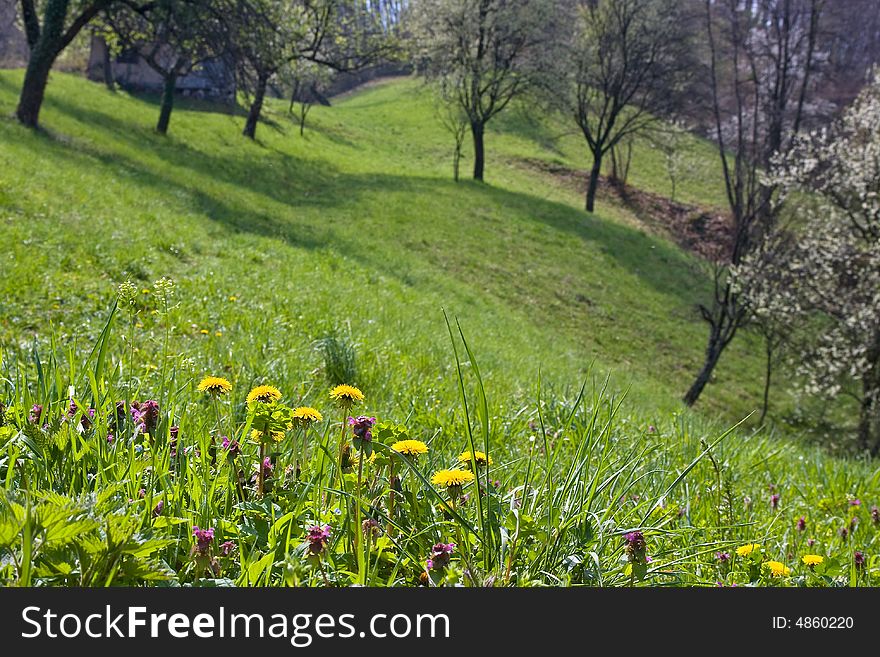 Dandelions in the field