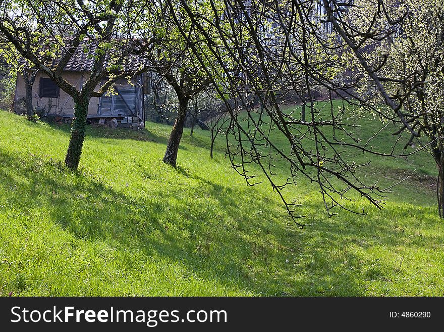 Single old house in the orchard at the sunny day. Single old house in the orchard at the sunny day