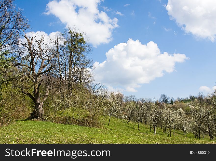 Countryside nature in the april spring orchard field. Countryside nature in the april spring orchard field