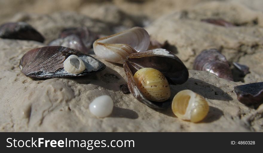 Shells on the rock after storm