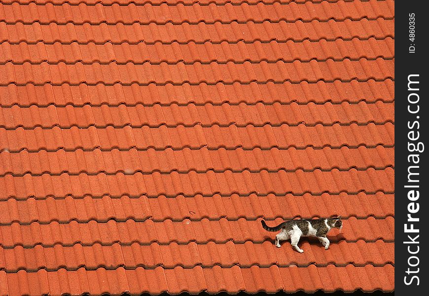 Photo of a cat on the roof. Photo of a cat on the roof