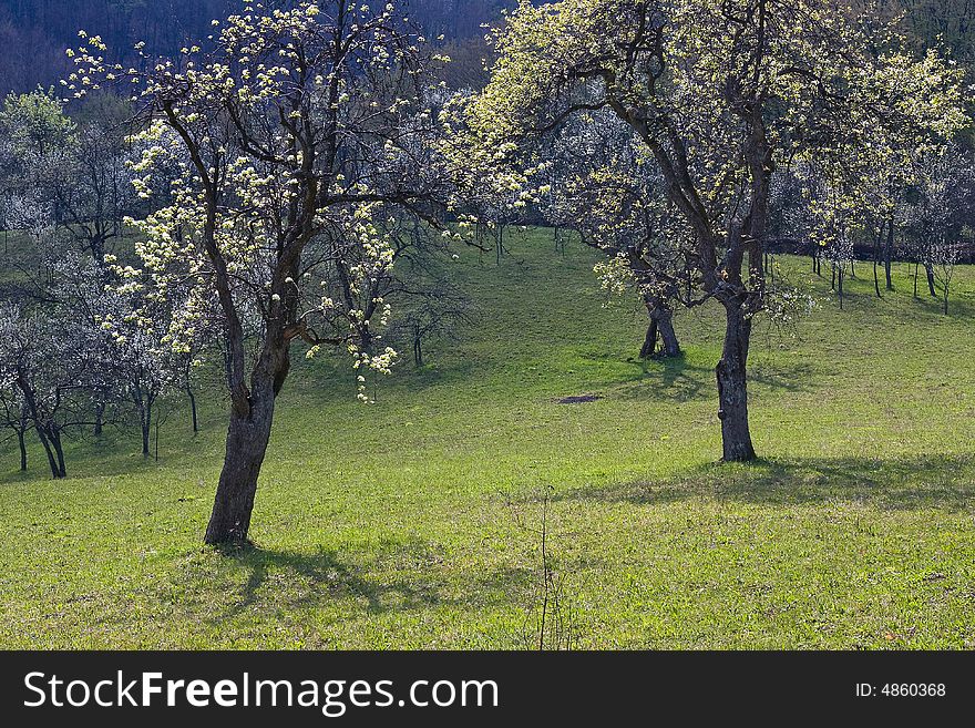 Trees in the orchard