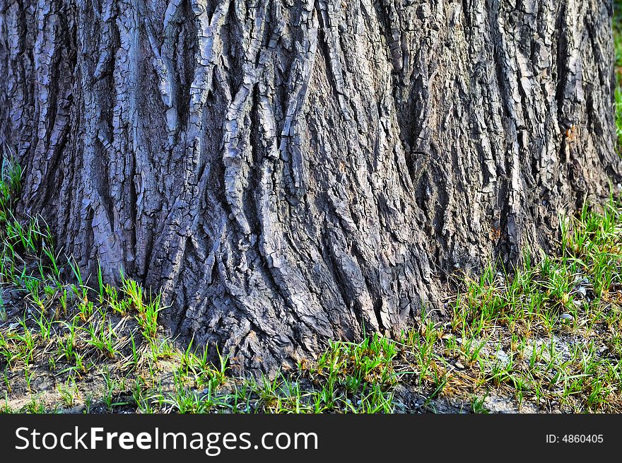 Thick tree bole with grass around