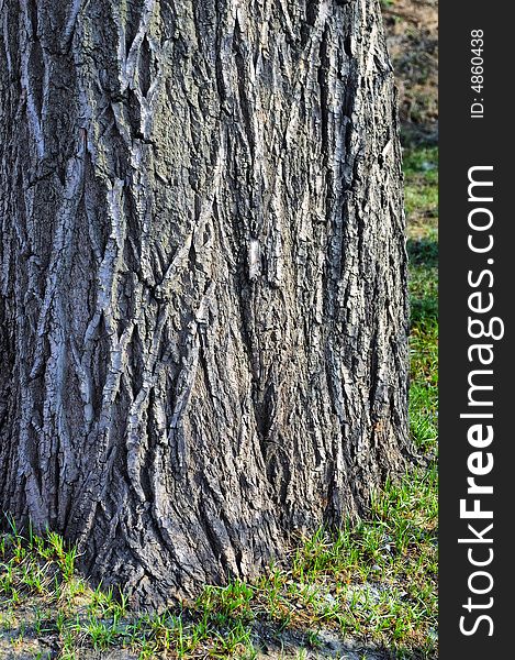 Thick tree bole with tiny grass around