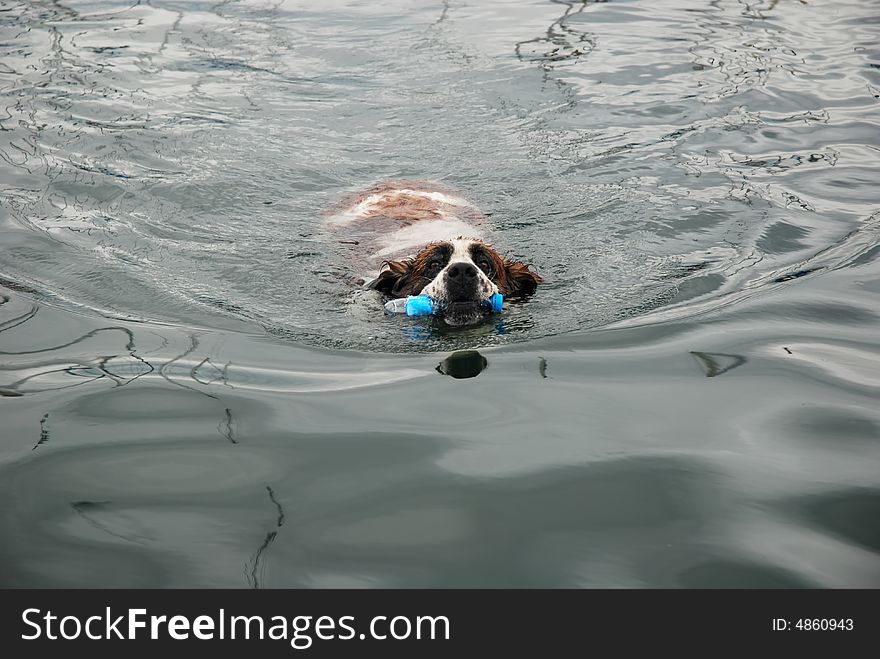 are saint bernards lazy