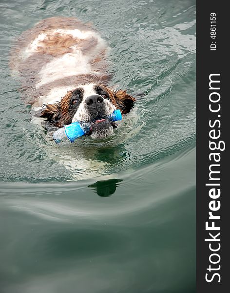 A close up on a St. Bernard adult female lying in the shade. A close up on a St. Bernard adult female lying in the shade