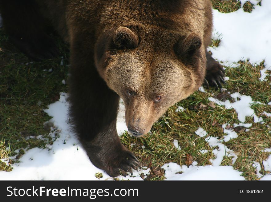 Hirsute brown bear and his look