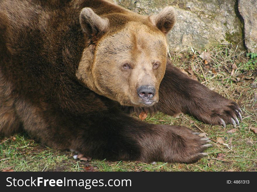 Hirsute brown bear looking at photographer