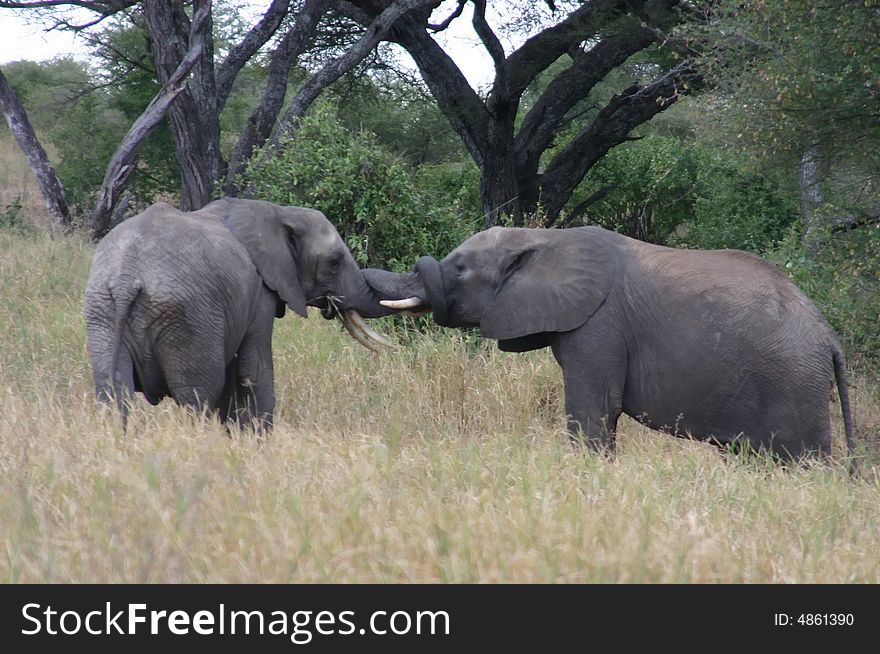 Elephant trunk shaking in East Africa, Tanzania. Elephant trunk shaking in East Africa, Tanzania