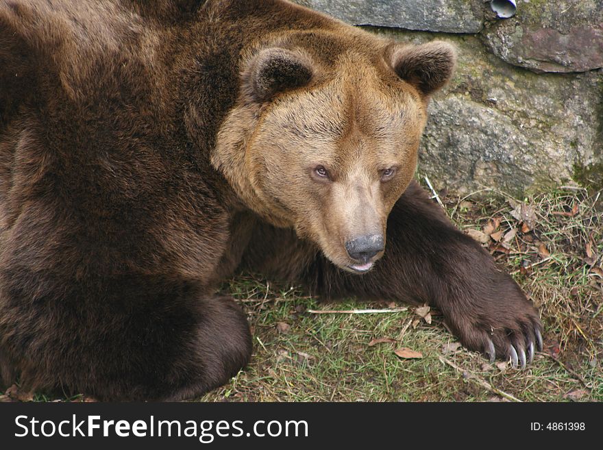 Stately brown bear lying in front of the wall. Stately brown bear lying in front of the wall