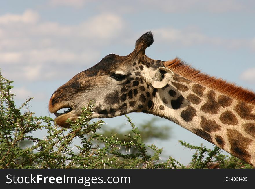 Giraffe headshot while feeding in Africa, looking away from each other