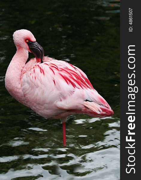 Beautiful bird - white and pink flamingo