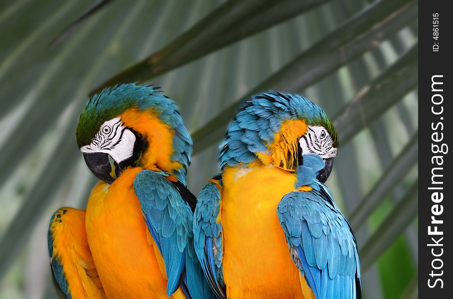 A lovely couple - blue and yellow macaw