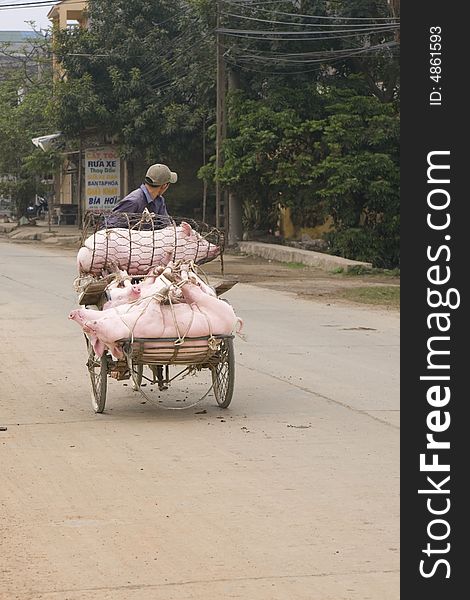 Vietnamese man transporting pigs