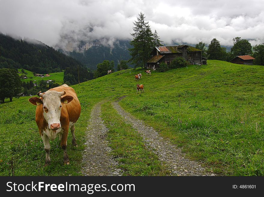 The Alpine landscape with cows