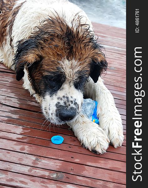 A close up on a St. Bernard adult female lying in the shade. A close up on a St. Bernard adult female lying in the shade