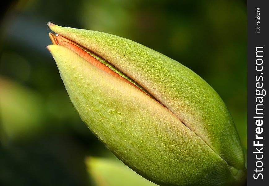 Undeveloped tulip bud on sunlight