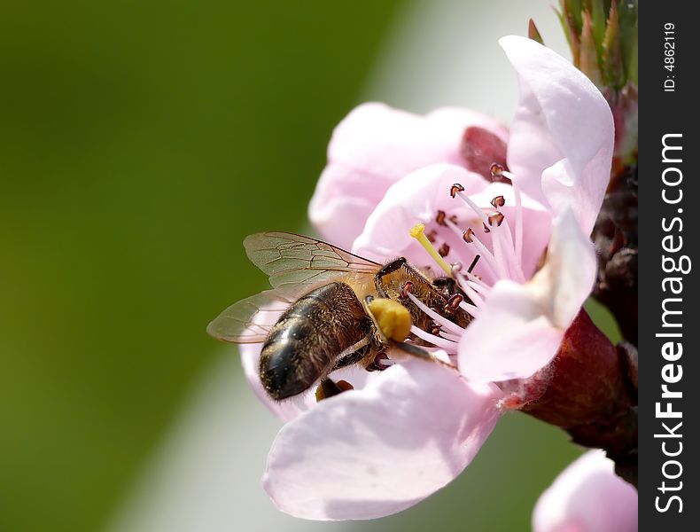 Bee in peach blossom, spring image