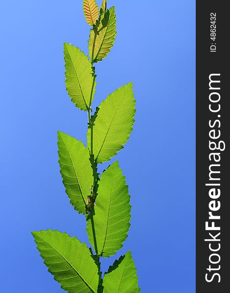 Beautiful green vegetation set against a perfect blue sky. Beautiful green vegetation set against a perfect blue sky