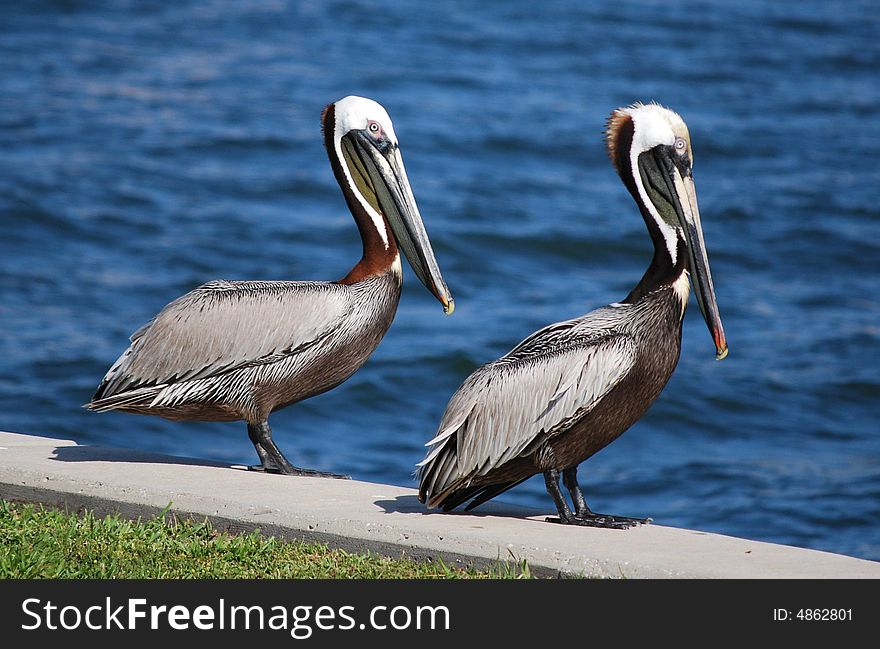 These two pelicans are scanning the water, awaiting their dinner. These two pelicans are scanning the water, awaiting their dinner.