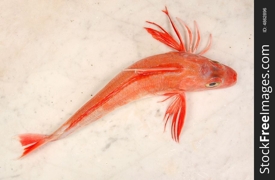 Red Gurnard fish on a marble slab