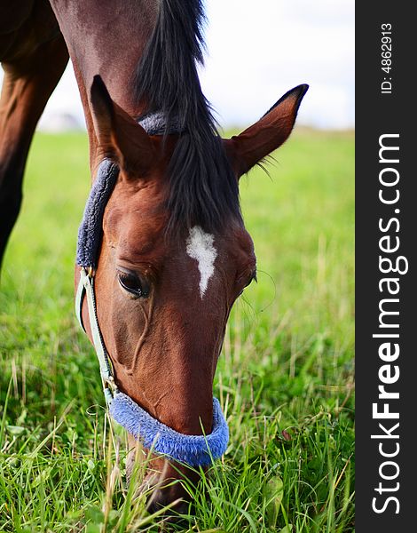 Bay horse eating green grass on field. Bay horse eating green grass on field