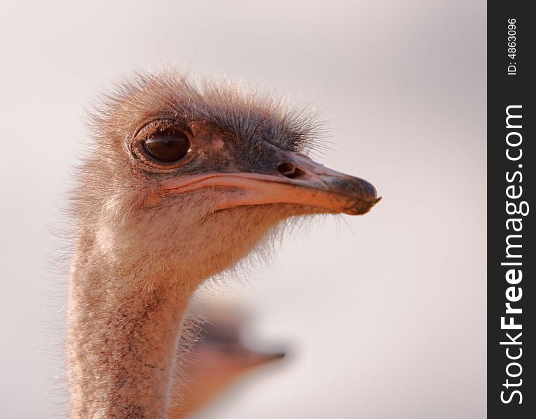 Young Female Ostrich on guard in field. Young Female Ostrich on guard in field