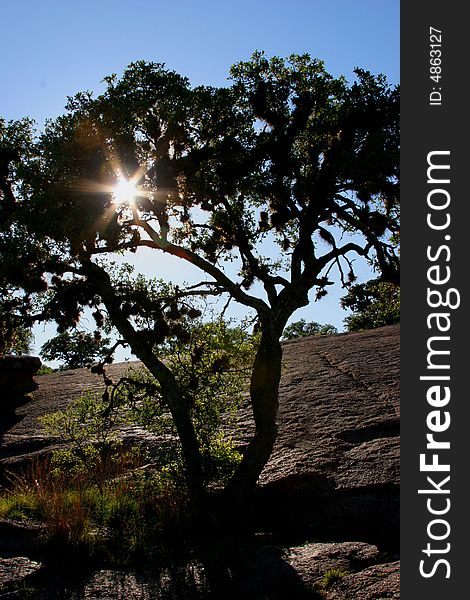 Sunburst through a Joshua Tree. Sunburst through a Joshua Tree